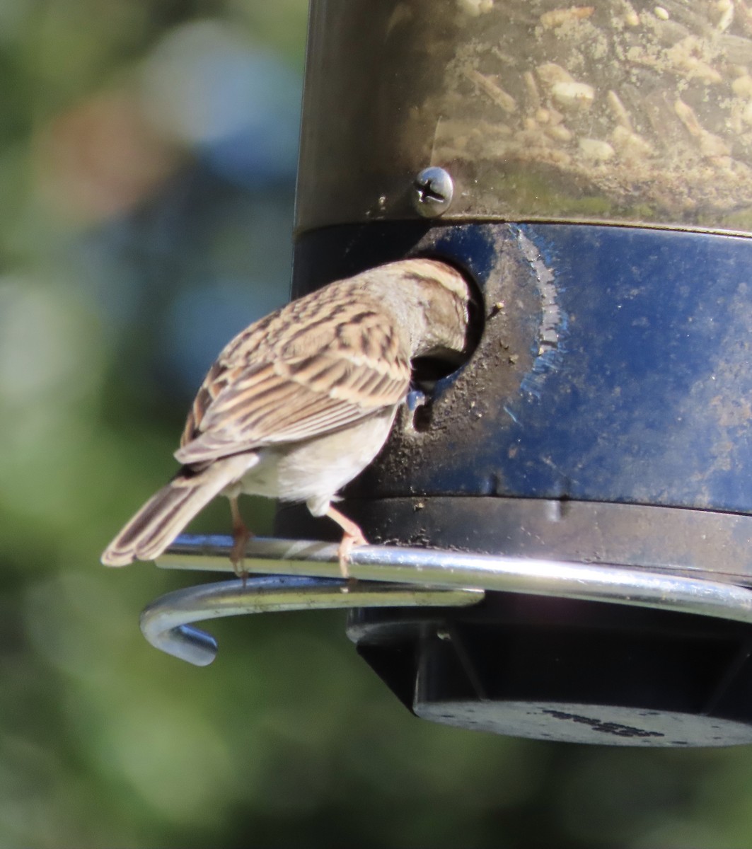 Chipping Sparrow - ML645063587