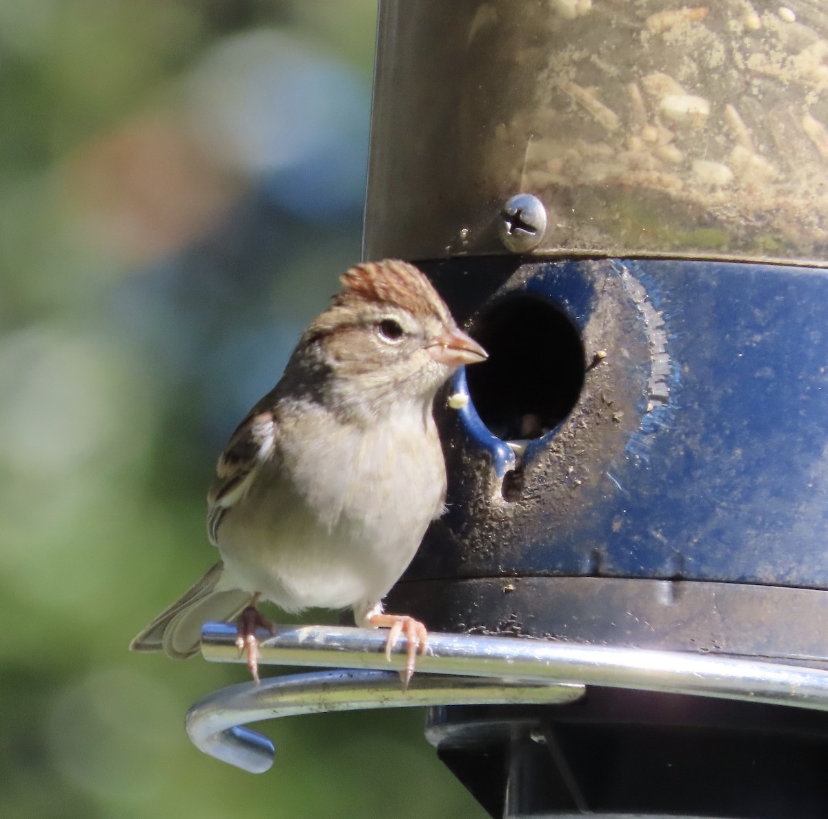 Chipping Sparrow - ML645063588