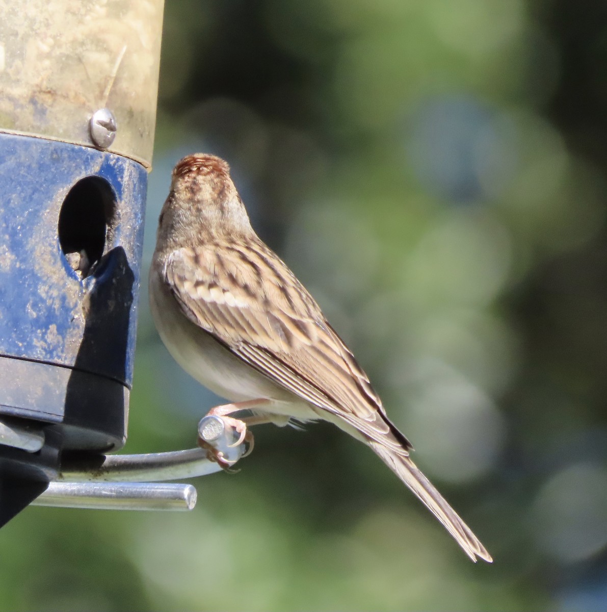 Chipping Sparrow - ML645063589