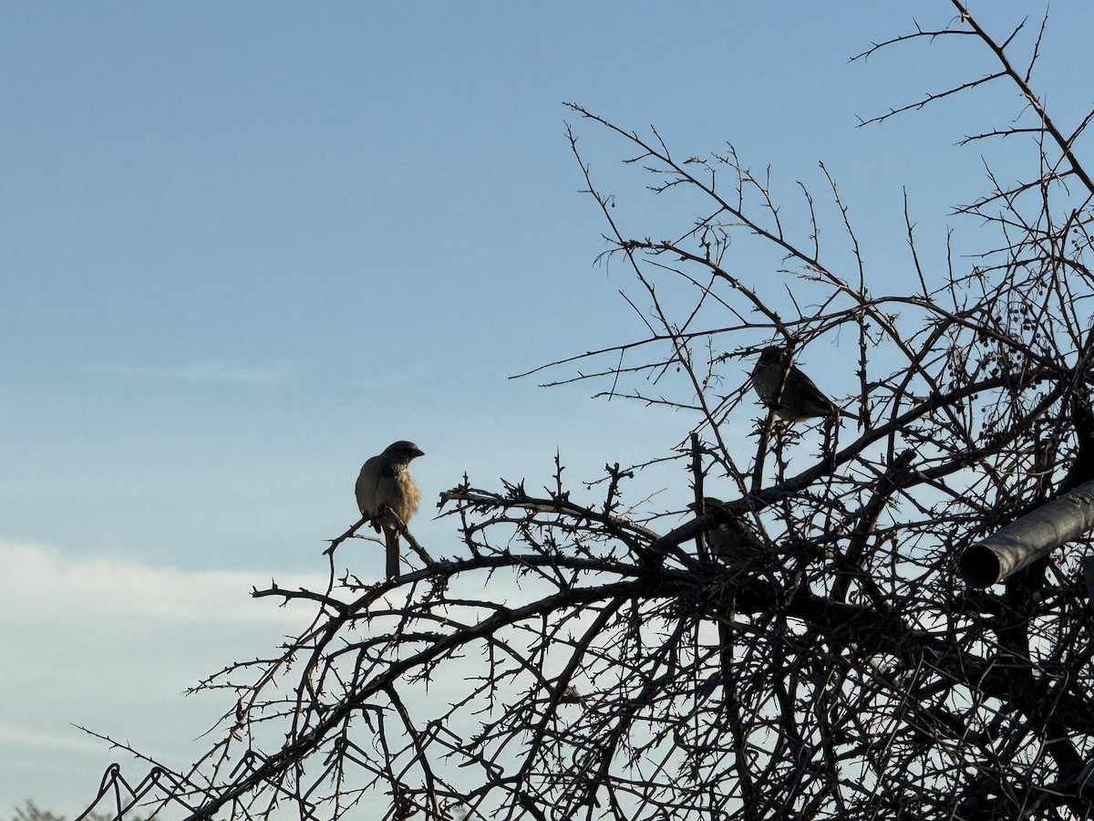 Gorrión Común - ML645063593