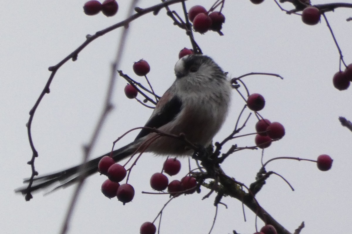 Long-tailed Tit - ML645063620