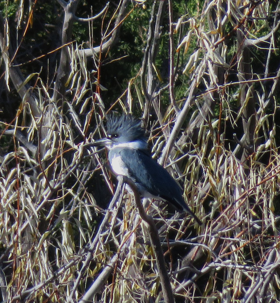 Belted Kingfisher - ML645063621