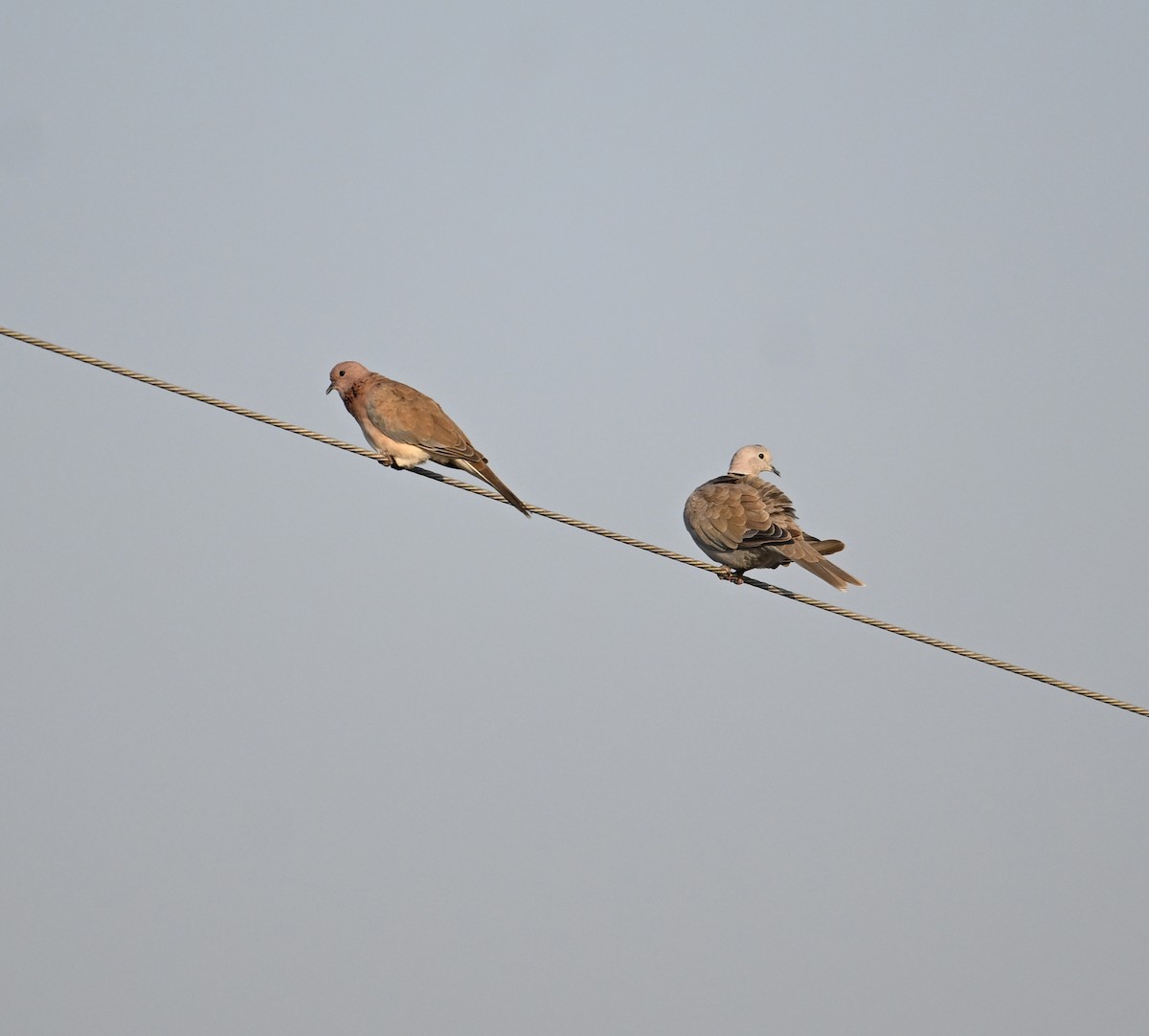 Laughing Dove - ML645063623