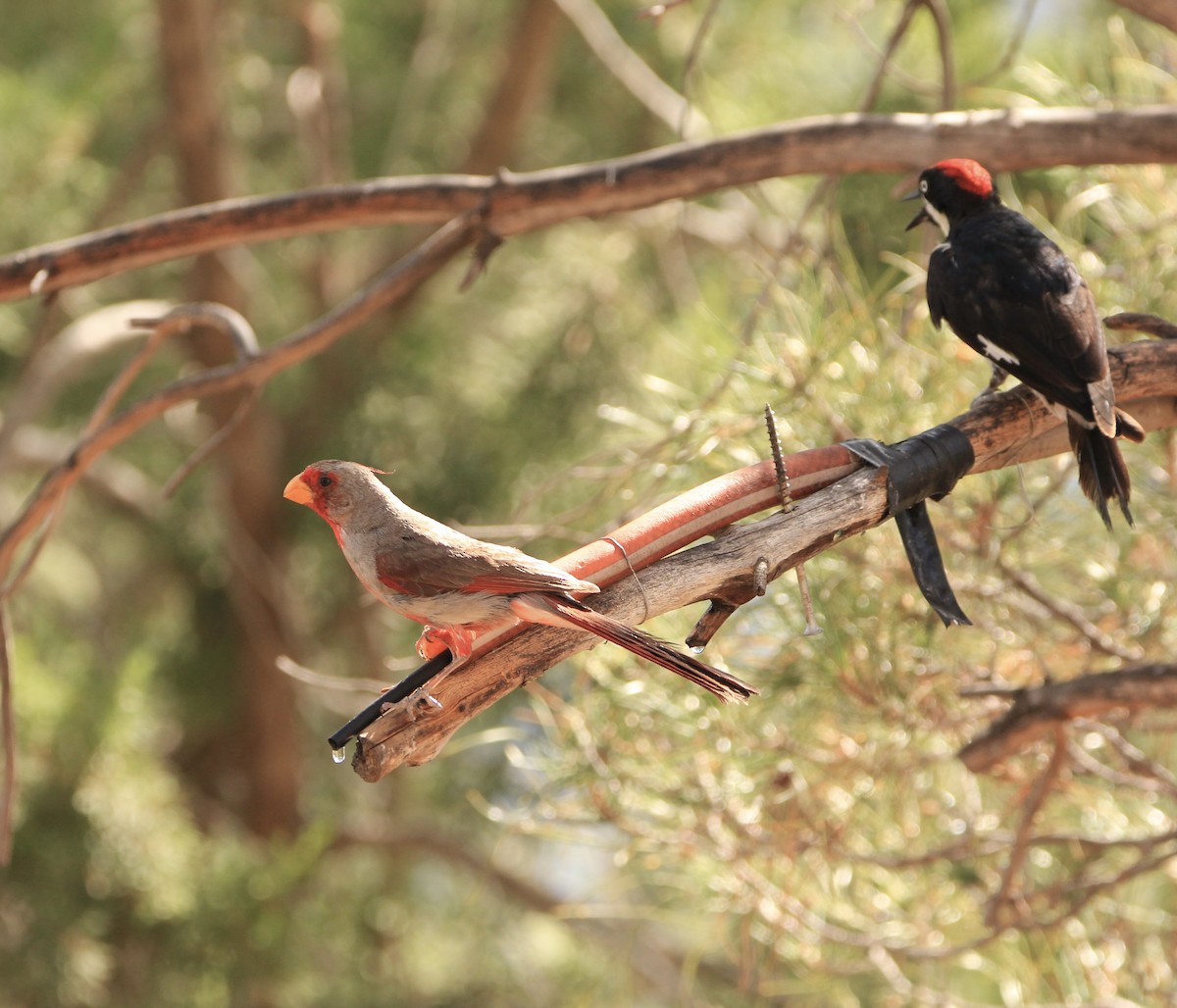 Pyrrhuloxia - ML645063624