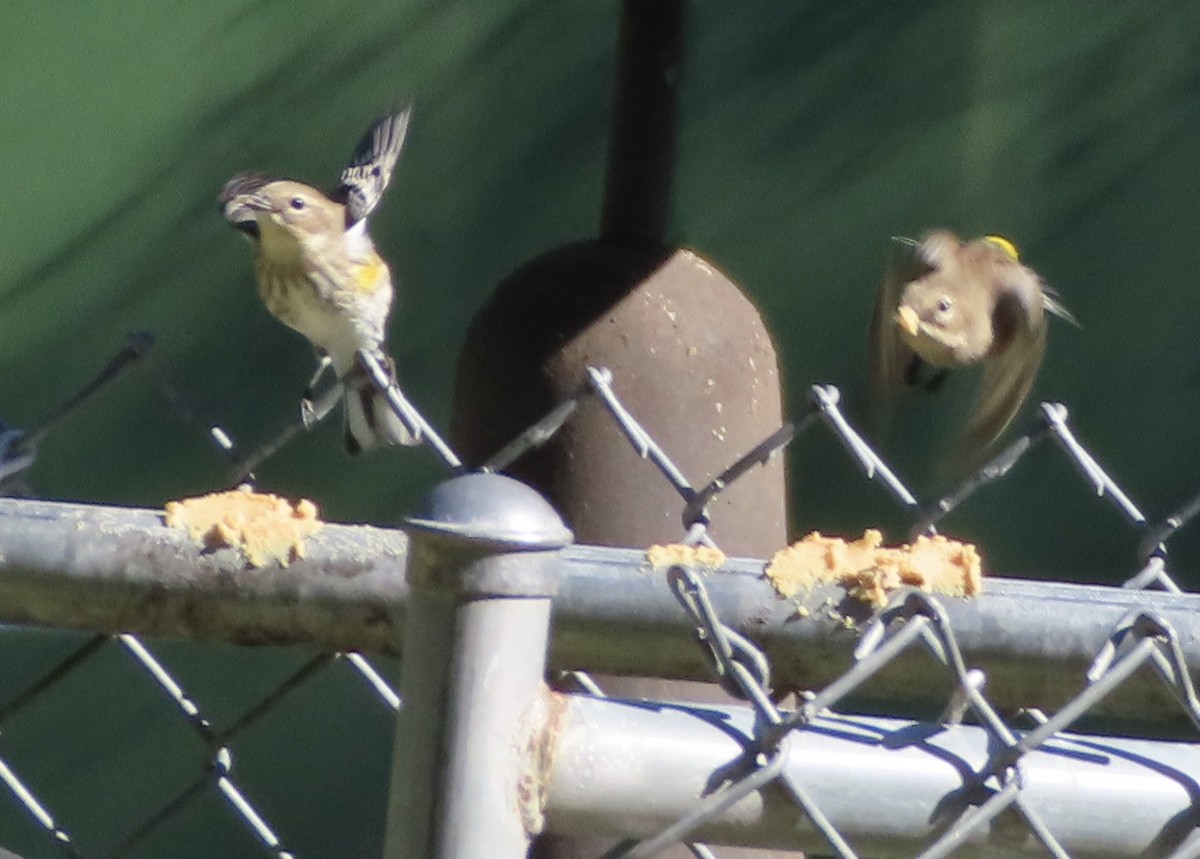 Yellow-rumped Warbler (Myrtle) - ML645063625