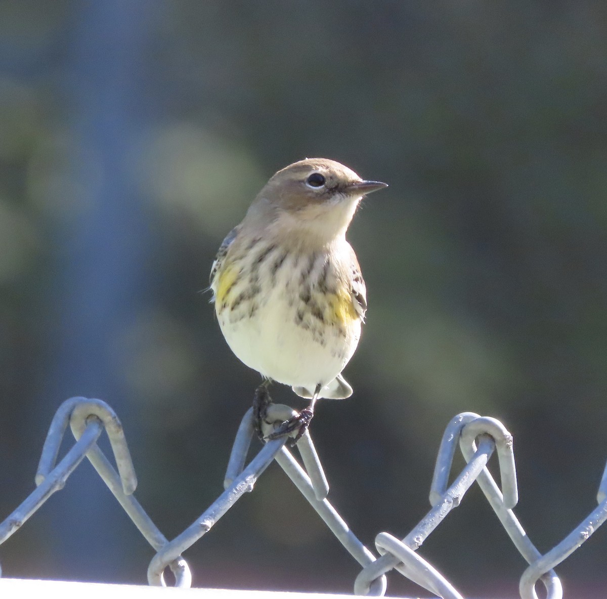 Yellow-rumped Warbler (Myrtle) - ML645063626