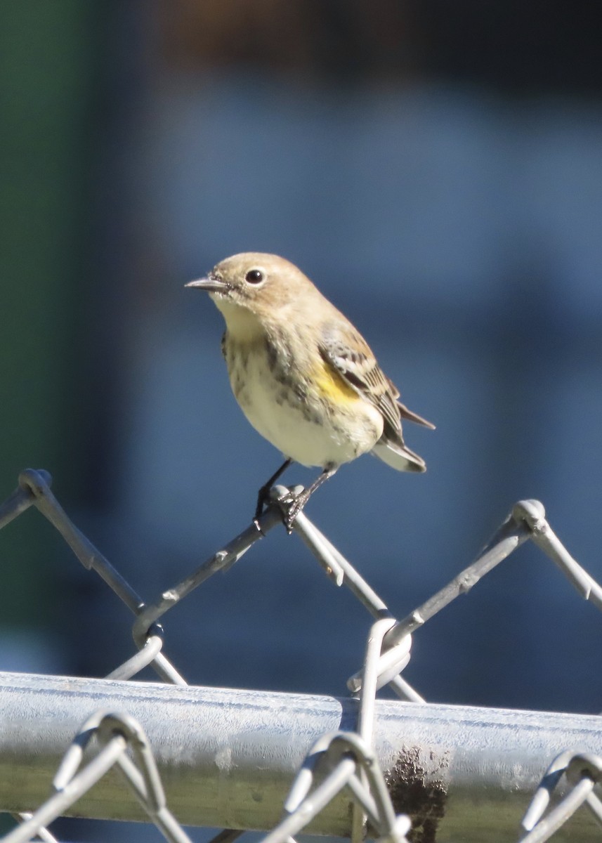 Yellow-rumped Warbler (Myrtle) - ML645063627