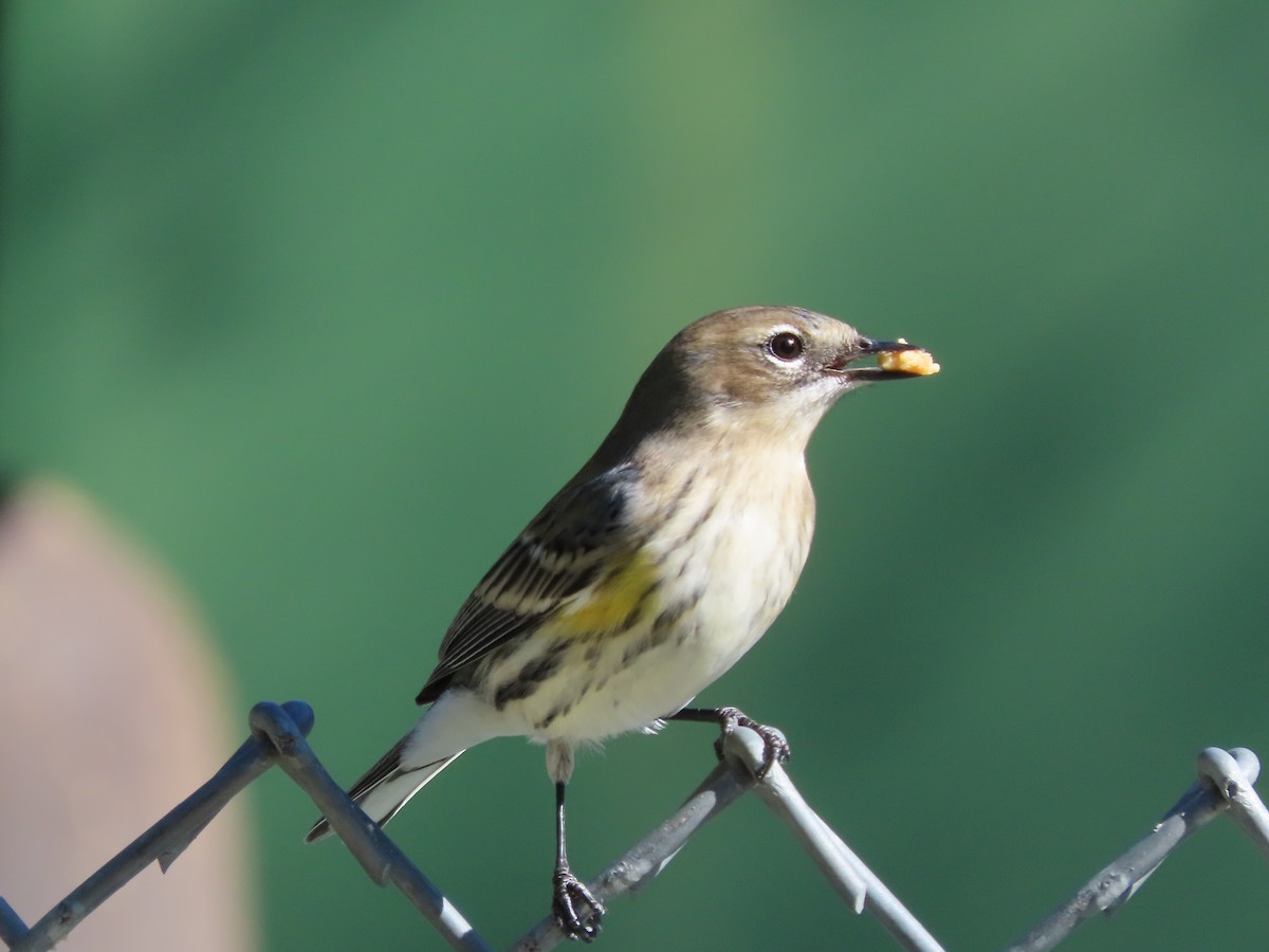 Yellow-rumped Warbler (Myrtle) - ML645063628