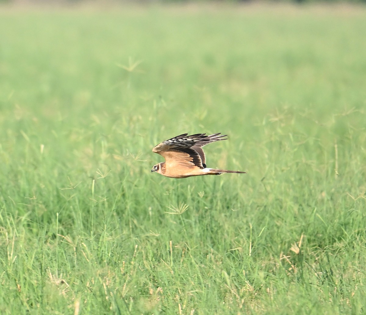 Pallid Harrier - ML645063630