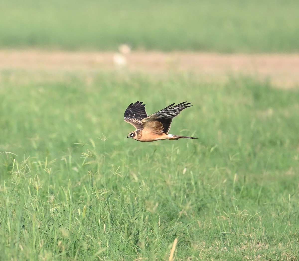 Pallid Harrier - ML645063631