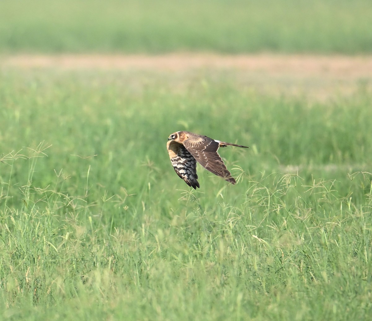 Pallid Harrier - ML645063632
