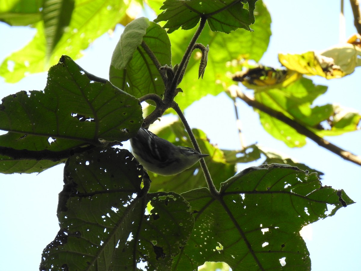 Cerulean Warbler - ML645063635