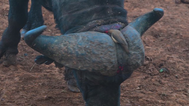 Red-billed Oxpecker - ML645063636