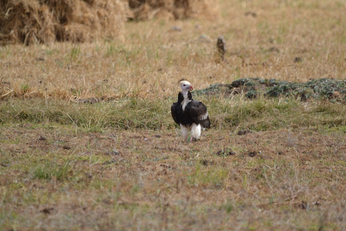 White-headed Vulture - ML645063642