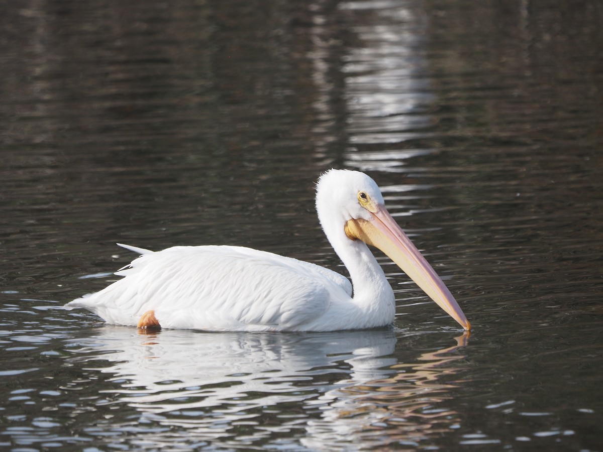 American White Pelican - ML645063644