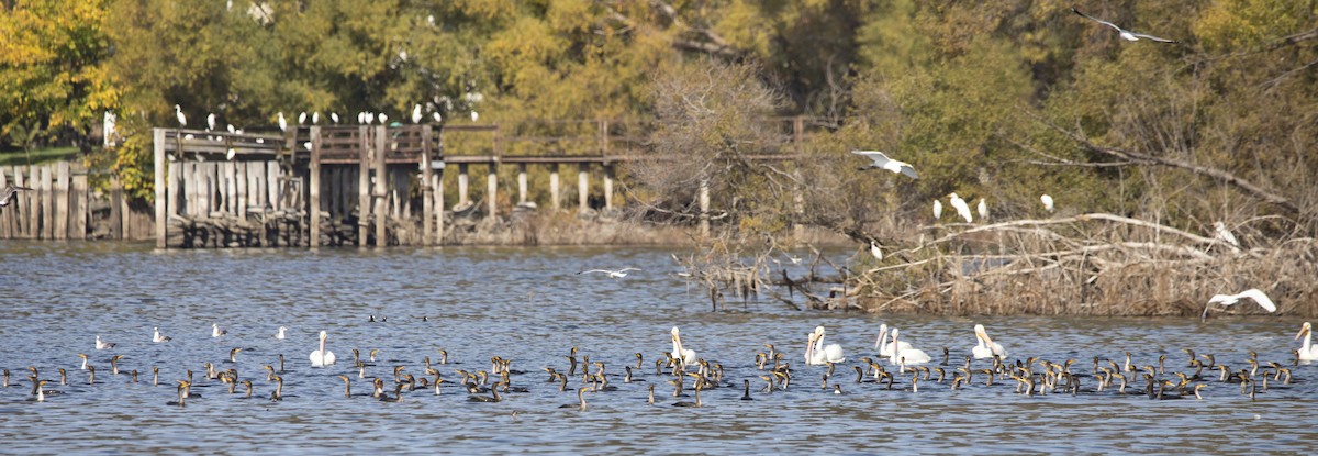 Double-crested Cormorant - ML645063646