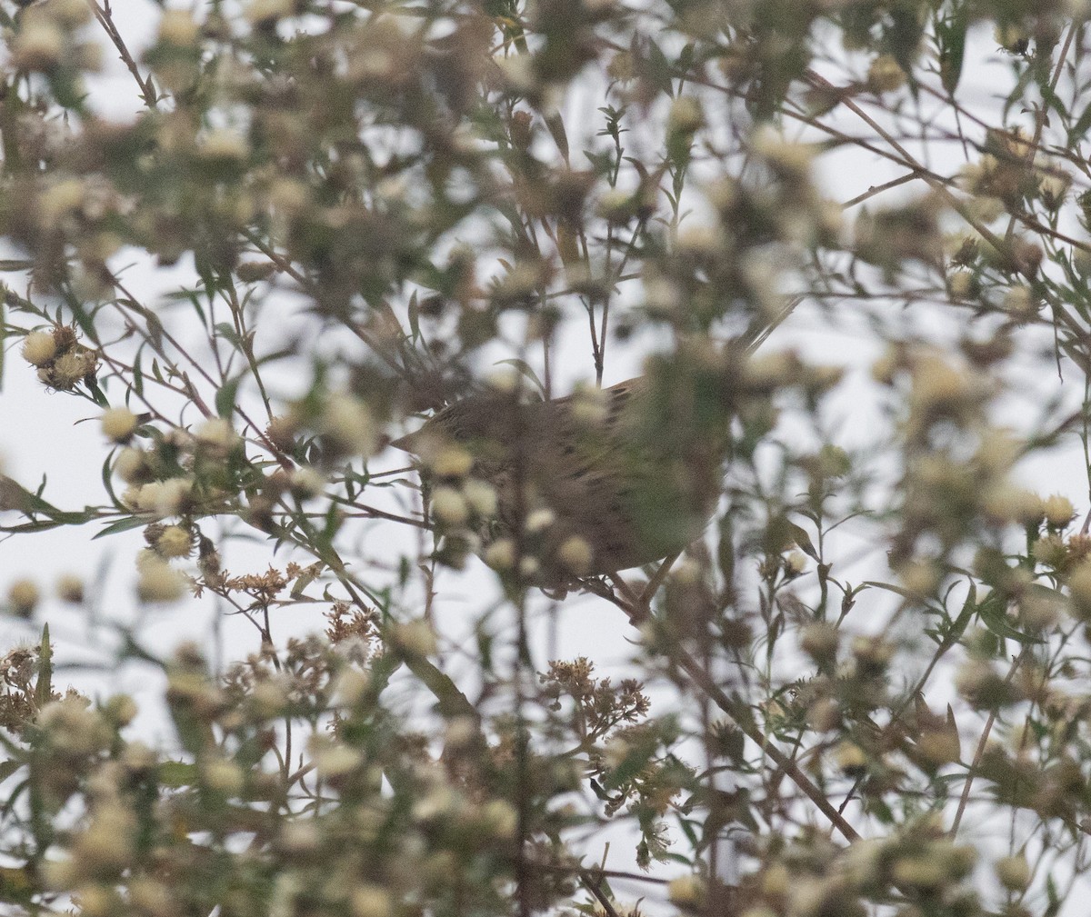 Lincoln's Sparrow - ML645063657