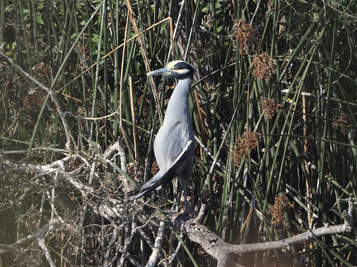 Yellow-crowned Night Heron - ML645063659