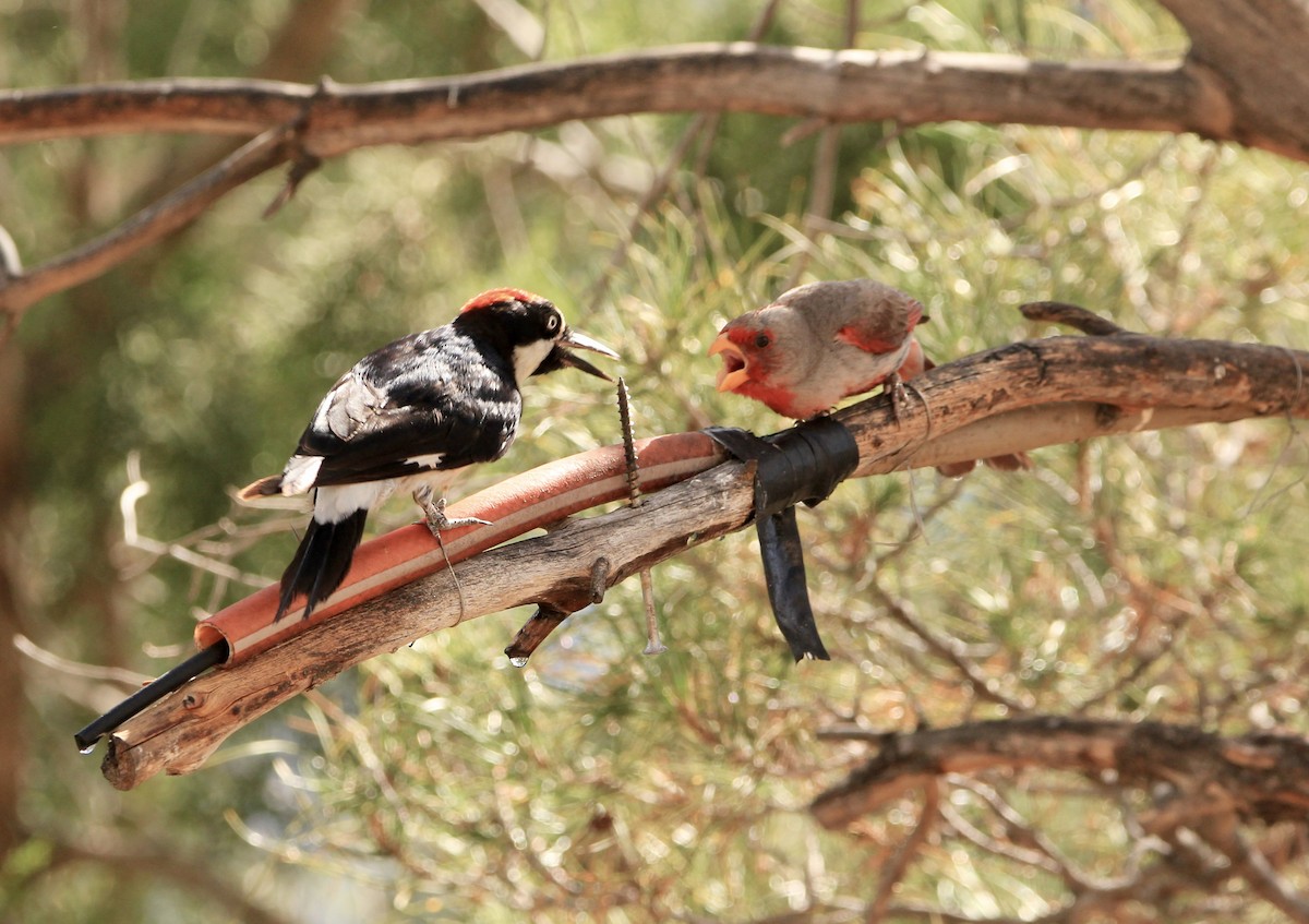 Acorn Woodpecker - ML645063660