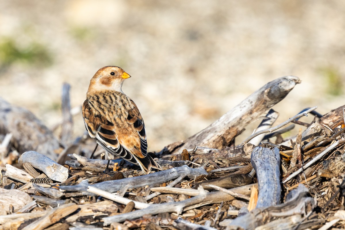 Snow Bunting - ML645063663