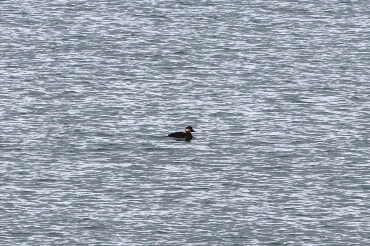 Horned Grebe - ML645063669
