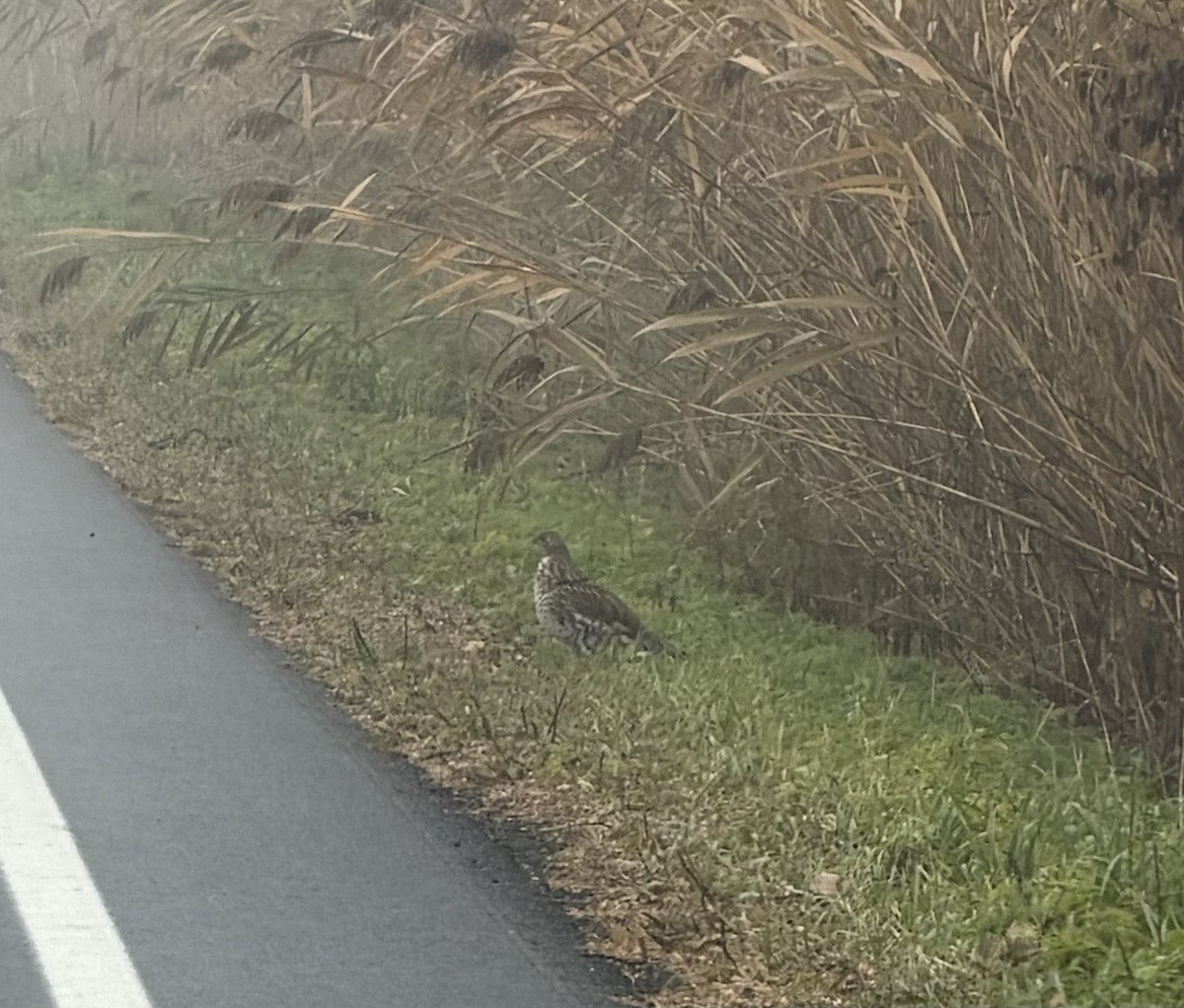 jeřábek kanadský - ML645063678