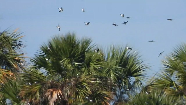 Tree Swallow - ML645063684