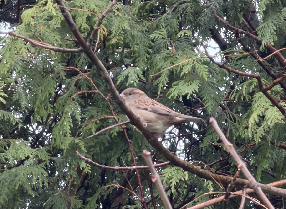 Gorrión Común - ML645063688