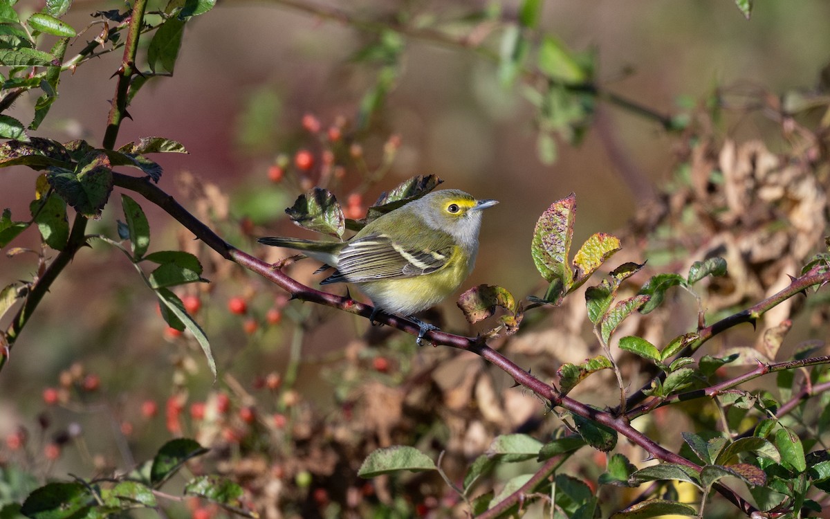 White-eyed Vireo - ML645063693