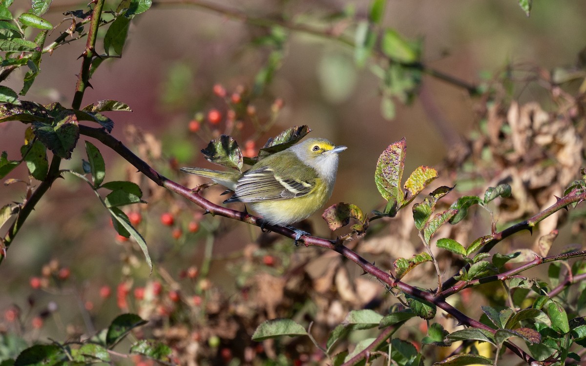 White-eyed Vireo - ML645063694