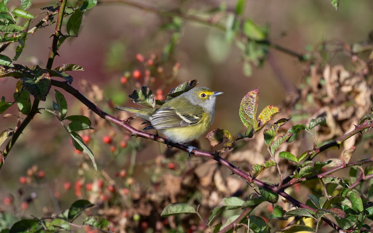 White-eyed Vireo - ML645063695