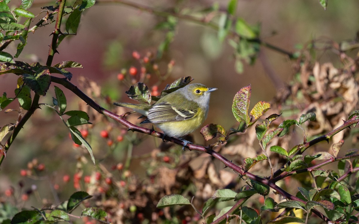 White-eyed Vireo - ML645063696