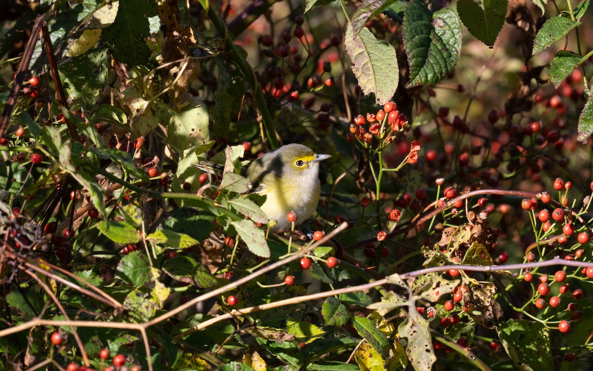 White-eyed Vireo - ML645063697