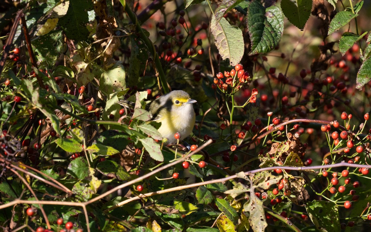 White-eyed Vireo - ML645063698