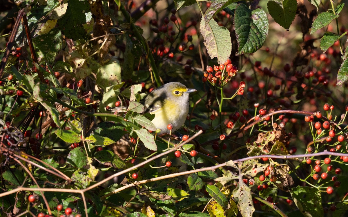 White-eyed Vireo - ML645063699