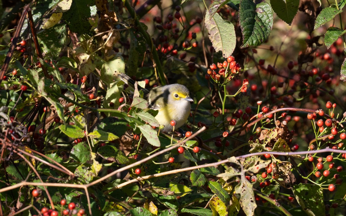 White-eyed Vireo - ML645063700