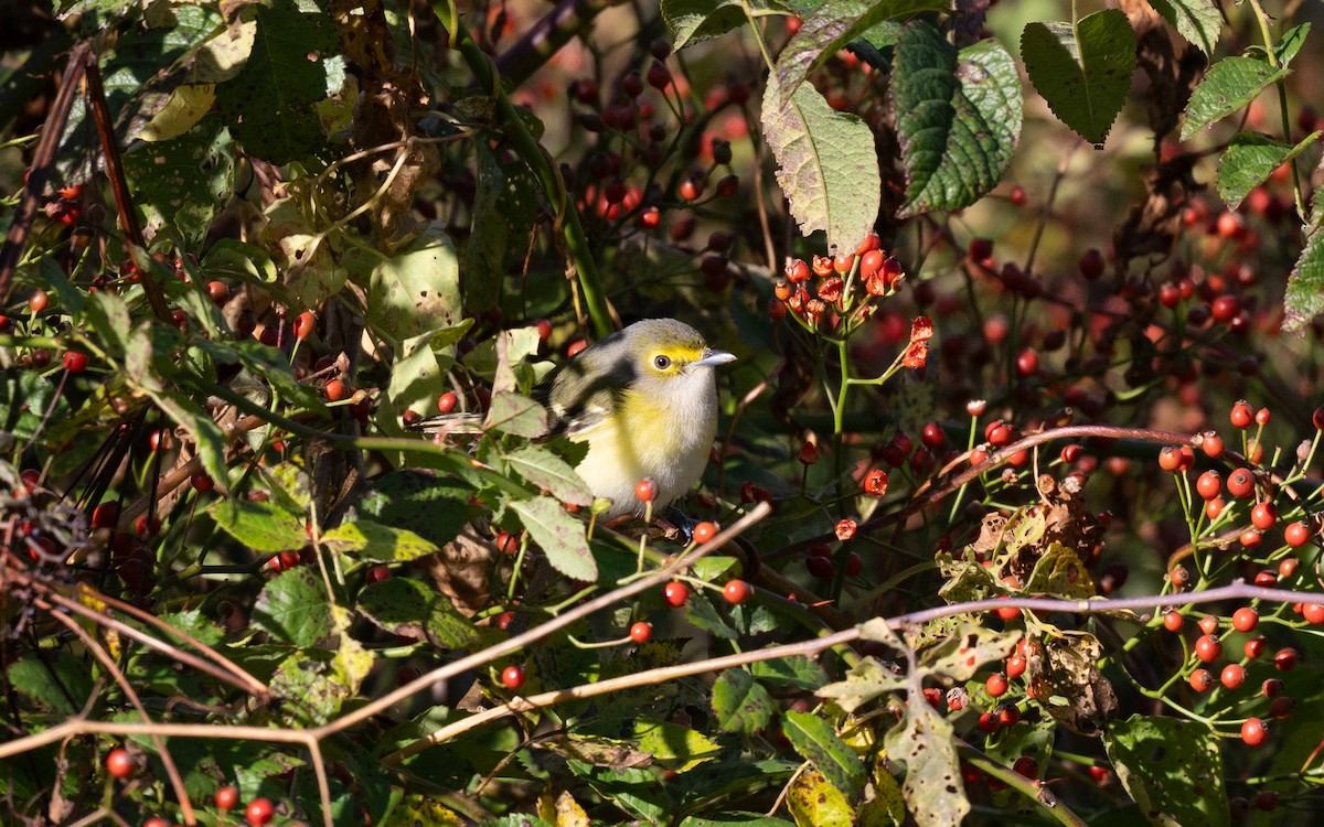 White-eyed Vireo - ML645063701