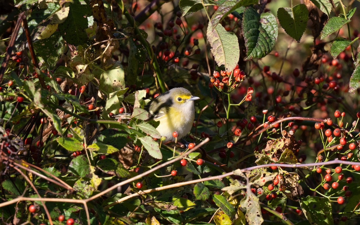 White-eyed Vireo - ML645063702