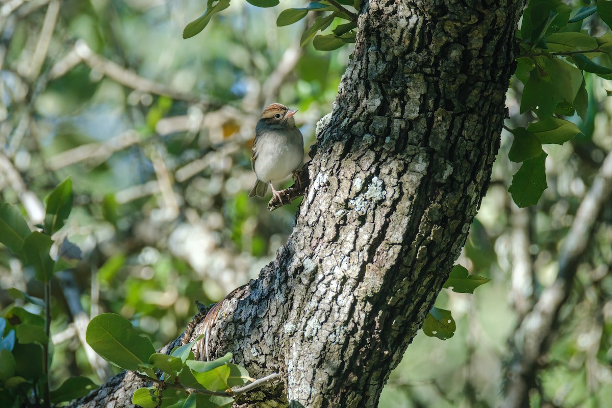 Chipping Sparrow - ML645063705