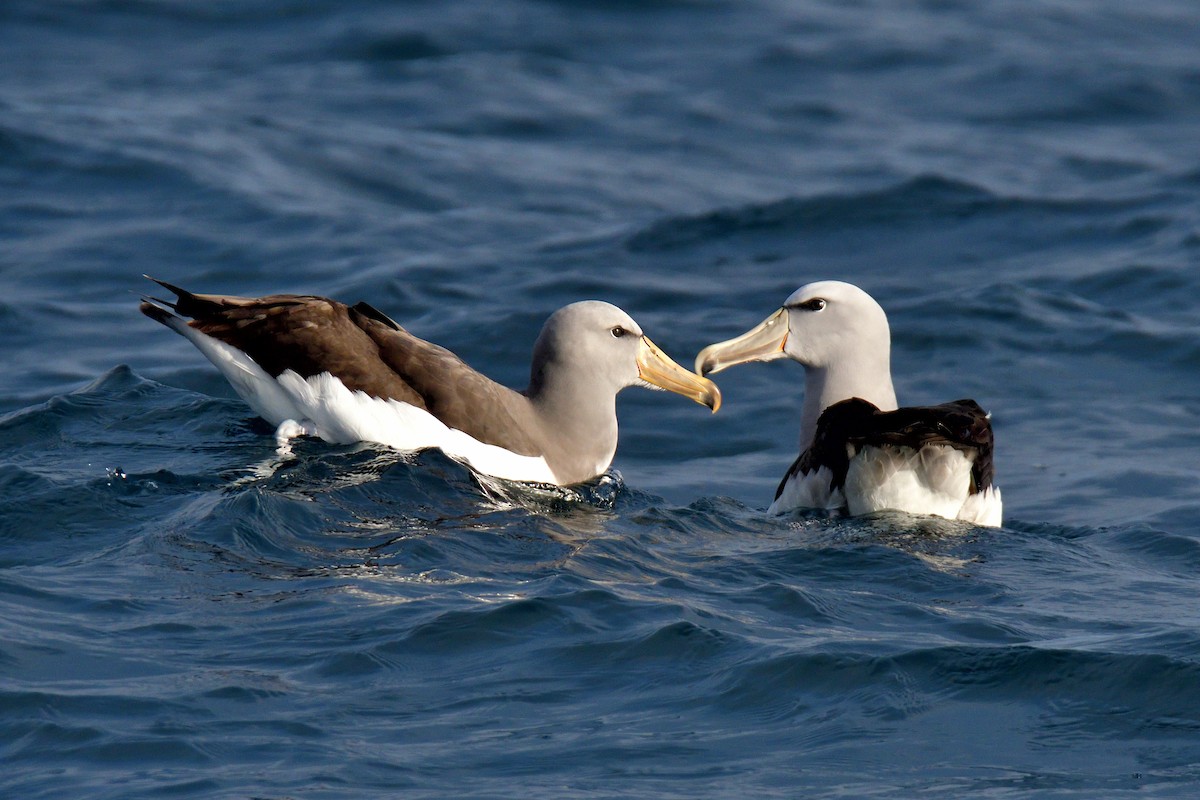 chathamalbatross - ML645063707