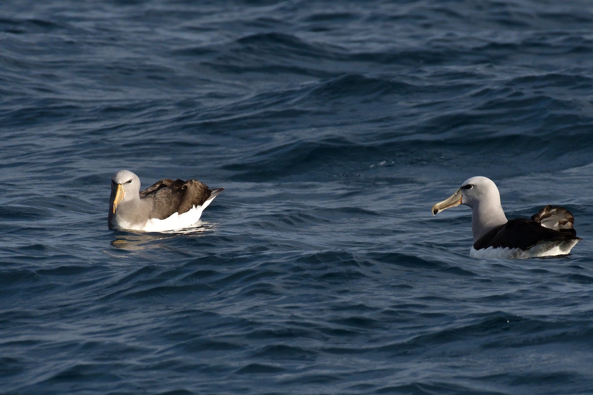 chathamalbatross - ML645063708