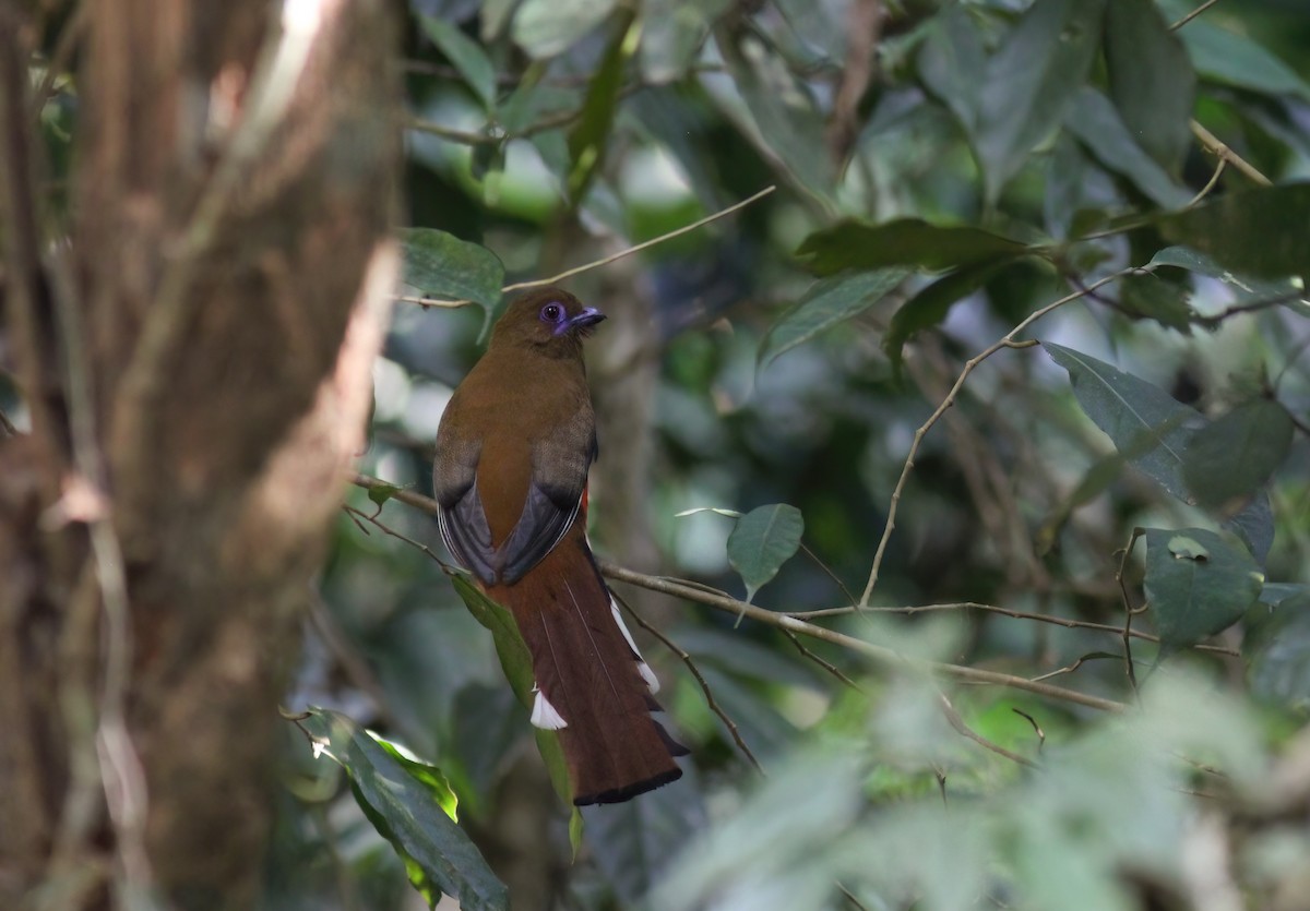 Red-headed Trogon - ML645063713