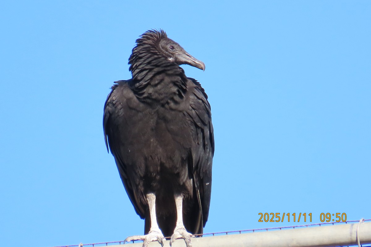 Black Vulture - ML645063714