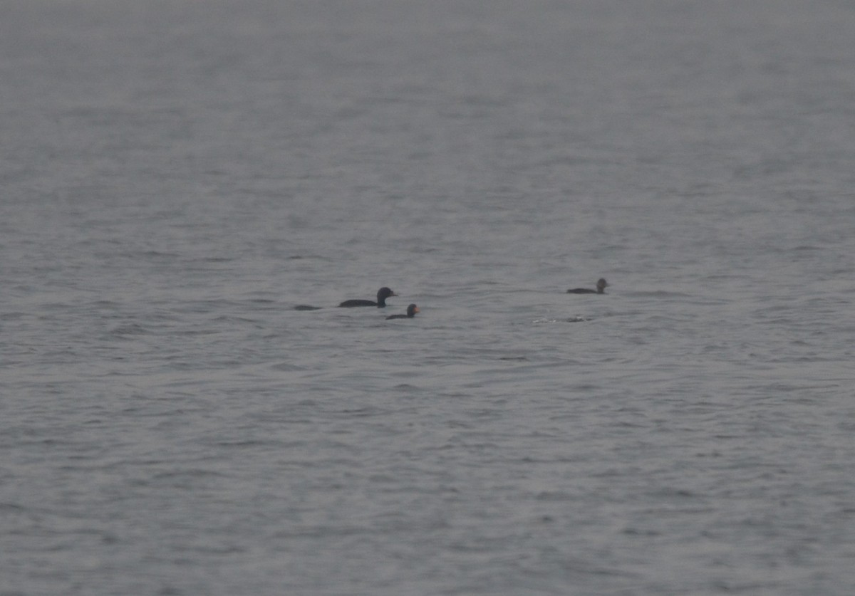 ヨーロッパクロガモ - ML645063715