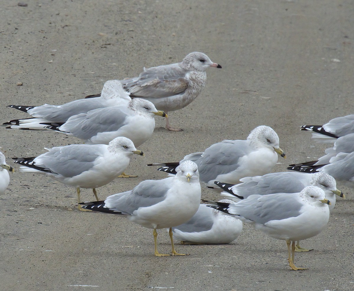 Ring-billed Gull - ML645063719