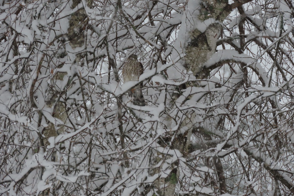 Sharp-shinned Hawk - ML645063740