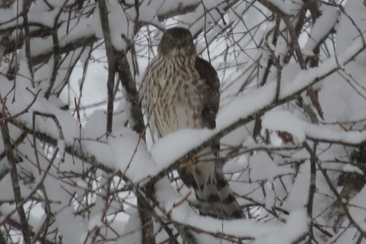 Sharp-shinned Hawk - ML645063741