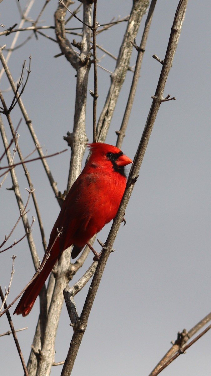 Northern Cardinal - ML645063745