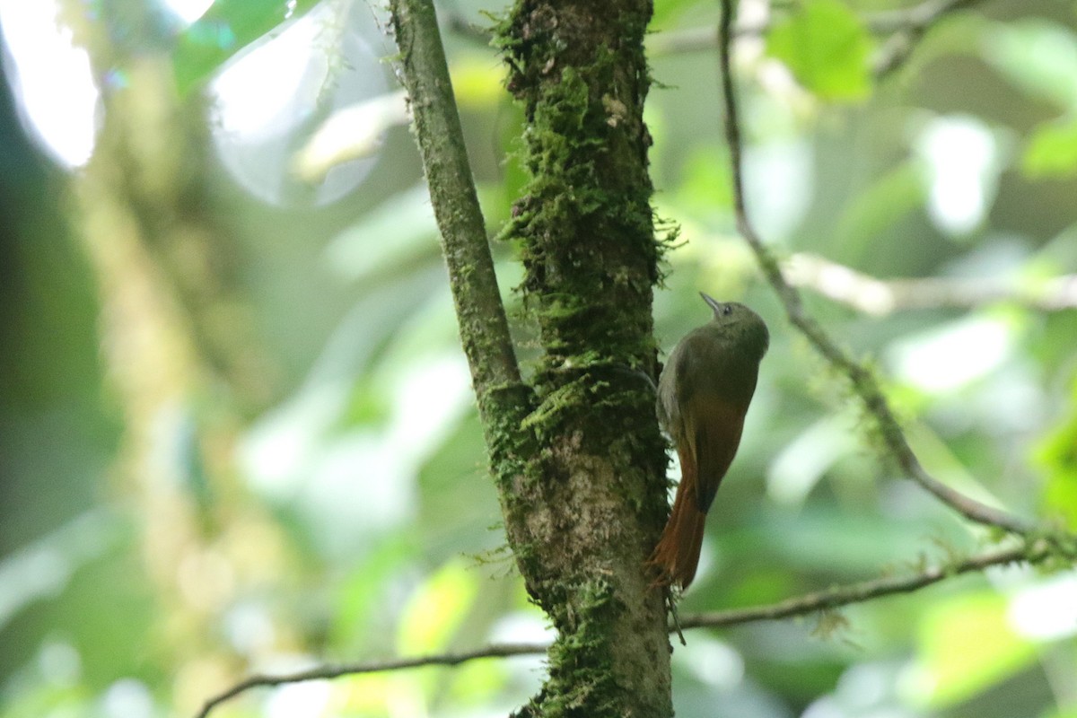 Olivaceous Woodcreeper - ML645063752