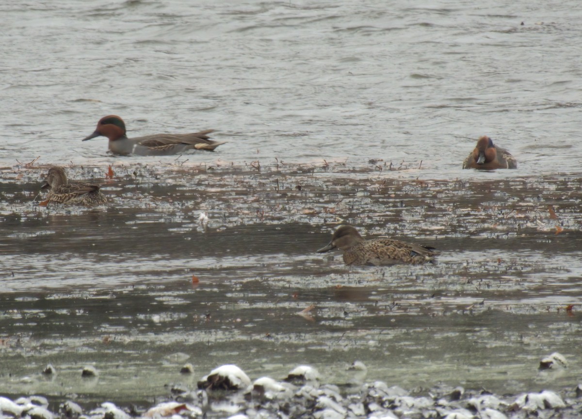Green-winged Teal - ML645063753